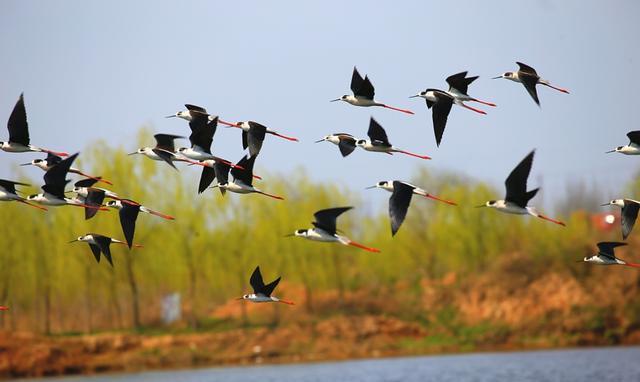 鸟儿为什么没有牙齿？...