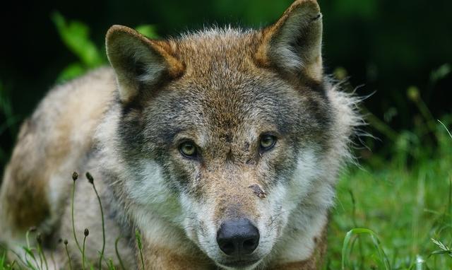 它们是狼人的原型, 是亚欧大陆上数量最多, 体型最大