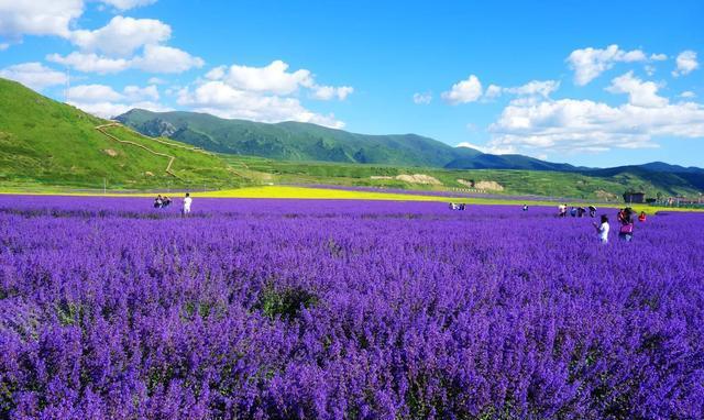 四川松潘薰衣草庄园