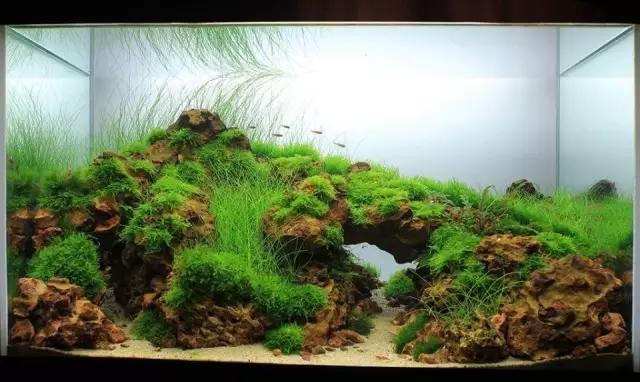 水草缸雨林缸造景:20张照片,反映出了一种绝对态度!