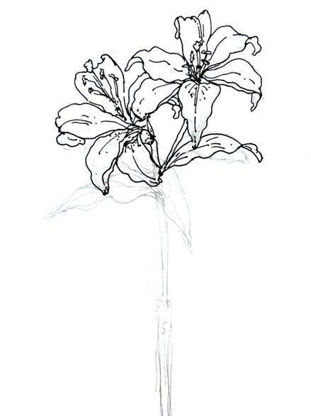 云裳仙子百合花,教你怎么用马克笔画出它的高