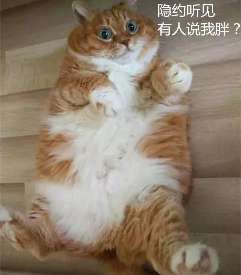 橘猫为什么都那么肥!