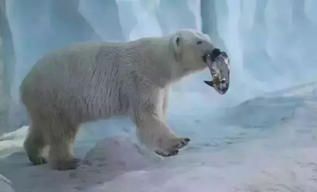 珠海长隆海洋王国游玩攻略,可以带孩子们去实