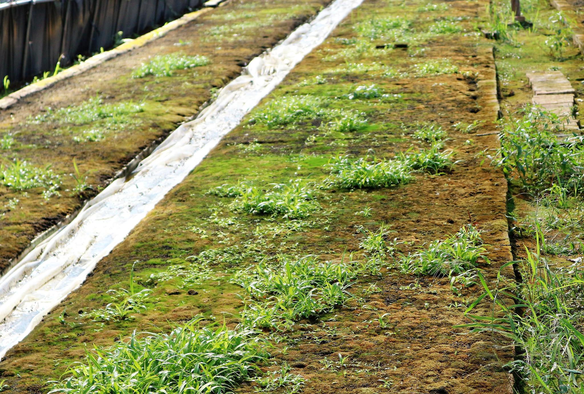 农村有一种农作物,亩收入高达10万元,为什么许