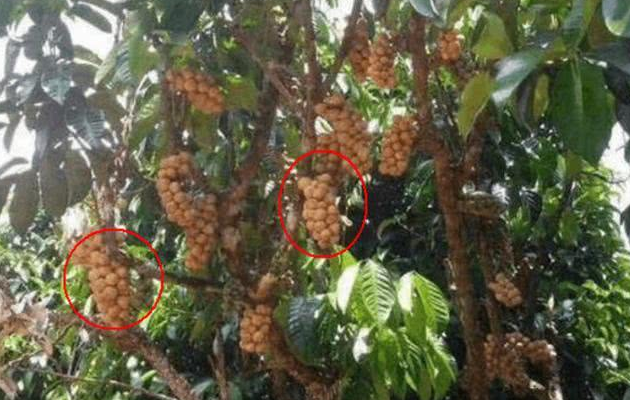 长得像龙眼,却比龙眼更好吃,还被称为爱情果!