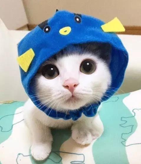 主人给猫买了超多可爱头套,每一只戴上都萌得不要不要