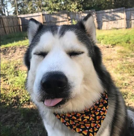 分享一组二逼哈士奇头像,总有一款适合你的气