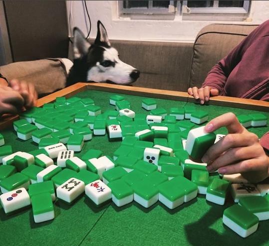 分享一组二逼哈士奇头像,总有一款适合你的气