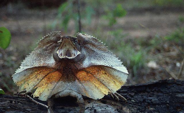 6种其貌不扬的动物, 第2种拥有一项世界纪录