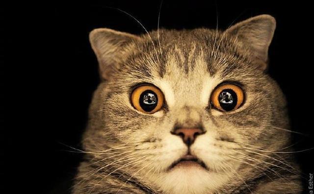 一只以惊恐表情著名的某猫,网友让我想起了汤姆