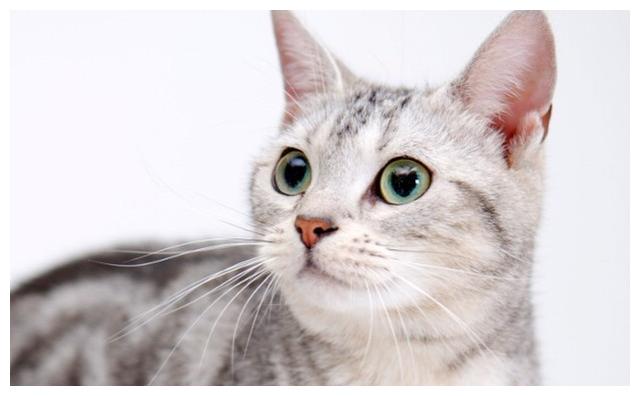 宠物:狗和猫的疫苗过敏反应你了解吗?