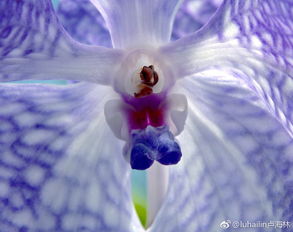 踏著秋天柔和的阳光,走进淸迈兰花园,阵阵清香