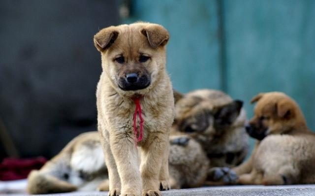 它们血统纯正,祖先是东南亚狼,如今却被国人嫌