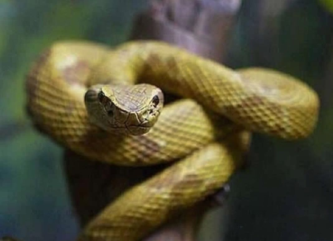 瓜哥生态片-各种毒蛇|摄影|动物|深圳瓜哥 - 原创作品 - 站酷 (ZCOOL)