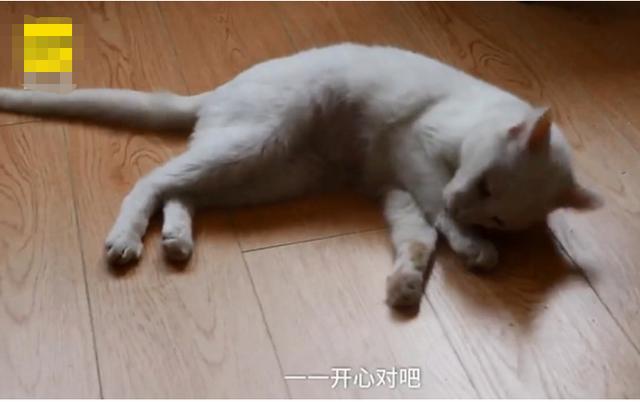 遭弃得忧郁症,猫咪到新家连滚7次,送养人,它没这么开心过!