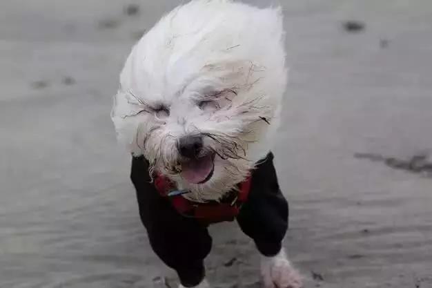 大风吹啊吹是什么歌图片