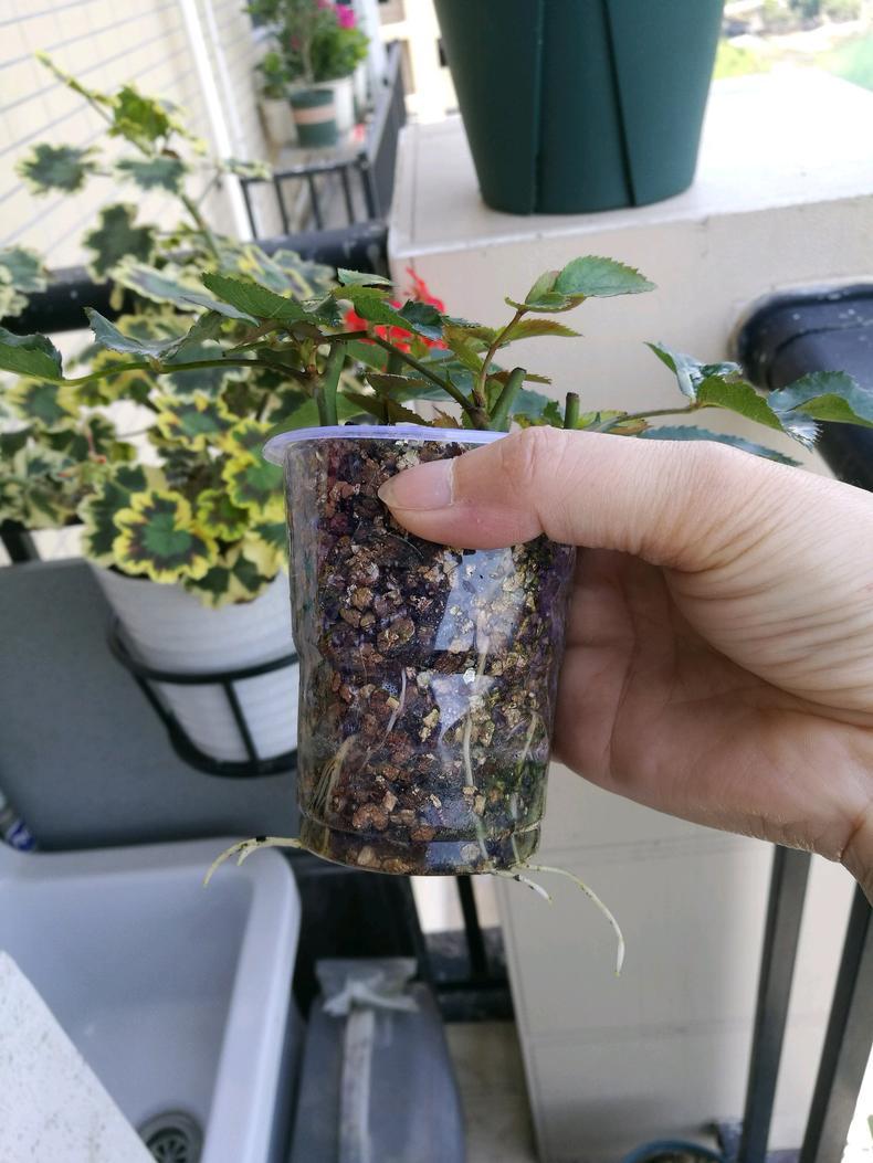 扦插月季,什么时候可以开始定值,咋管理