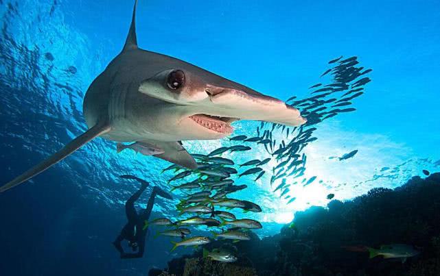 意大利鲨鱼首例“孤雌生殖”现象：“处女”生殖，究竟...