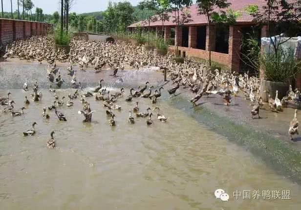 蛋鸭饲料配方有哪些?