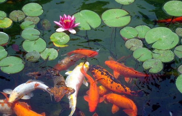 适合十二生肖的风水鱼