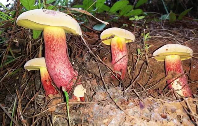 又到一年吃菌季，云南人开始“见手青”的奇幻之旅