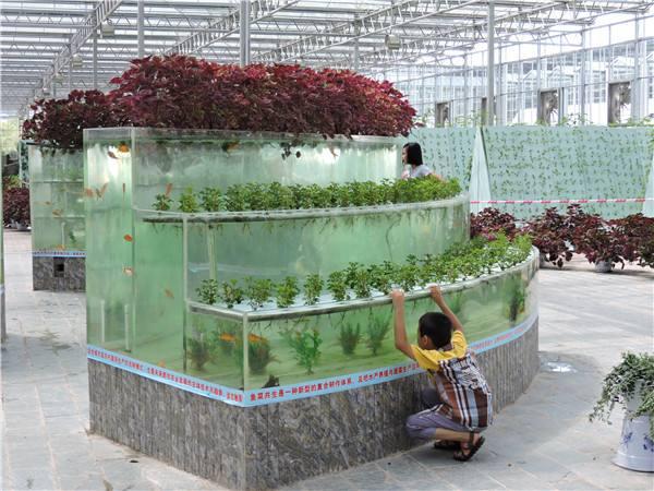 探究|鱼菜共生10个最好的盈利模式