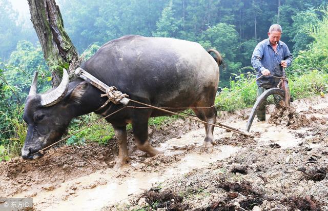 黑吉两省玉米大豆加工补贴政策出台!黑龙江休