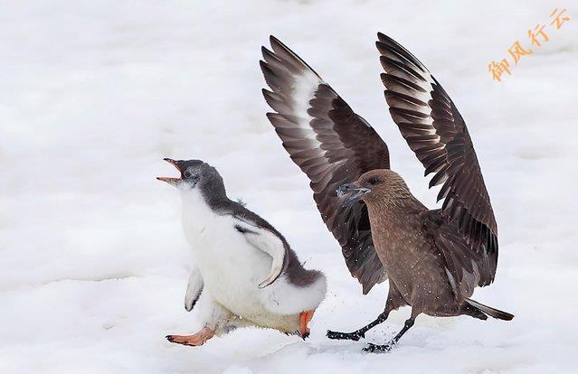 鲤鱼真的没有天敌吗 鲤鱼与食人鱼实验揭秘