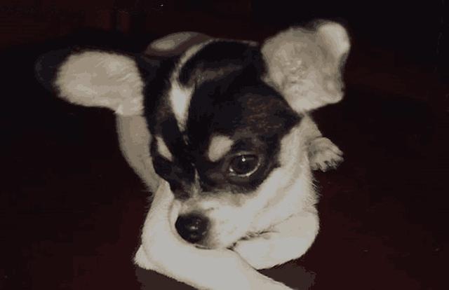 狗发出呜呜的声音有什么含义?为什么会有这样