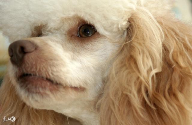 狗狗有泪痕怎么办?教你几招,有效去除狗狗泪痕