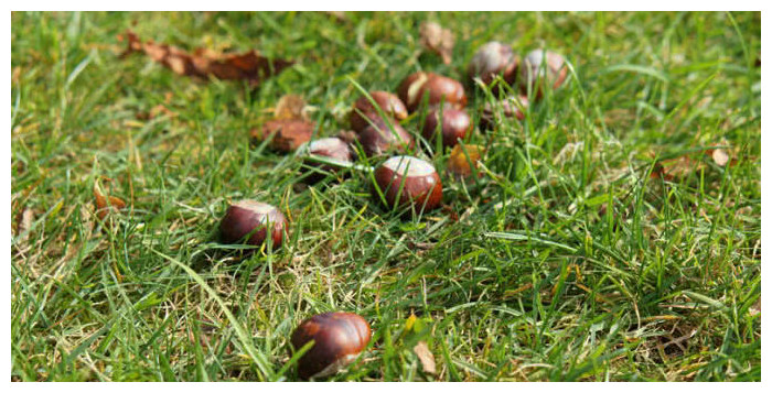 去欧洲旅游不要随便捡板栗,松鼠吃是美味,人