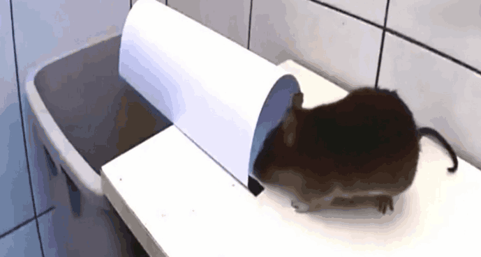 实拍: 男子发明的抓鼠神器 老鼠都快气死了, 一