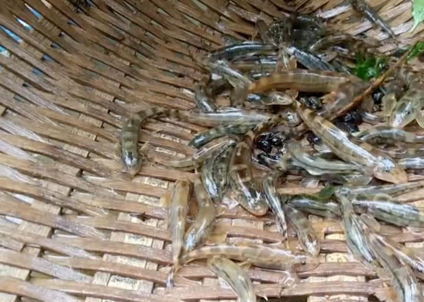 小溪里的这种鱼大家见过没?生长在石头上,身上