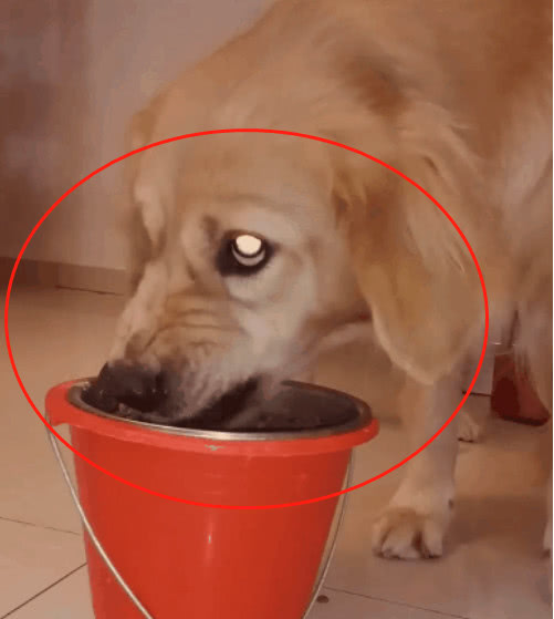 养了一只超护食的金毛,凶起来连主人都咬,主人:这狗还能养吗?