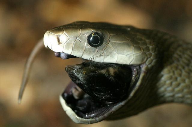 世界上最凶猛和危险的毒蛇, 黑曼巴蛇