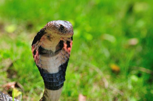 中国十大毒蛇之一的舟山眼镜蛇,学名中华眼镜蛇,大家都认识吗?