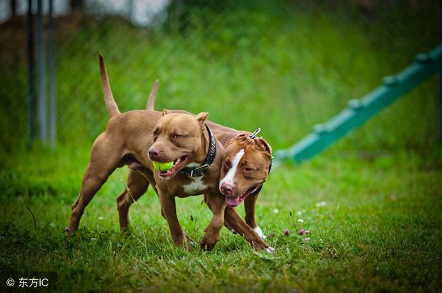 盘点中国十大城市常见禁养犬,想要养狗的朋友