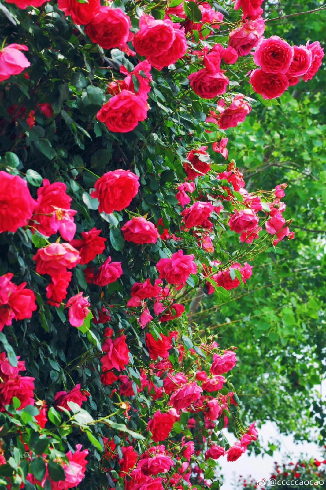 春末夏初,你心中的玫瑰花海究竟长啥样?