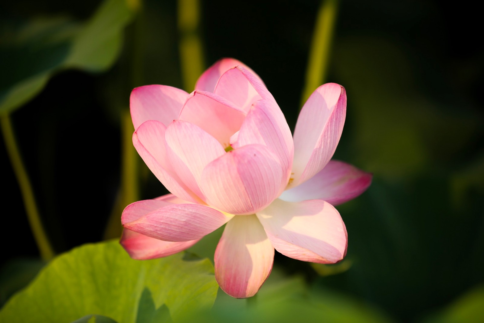 夏天到了荷花开了,或纯洁或娇羞。不管怎样都是那么亭亭玉立