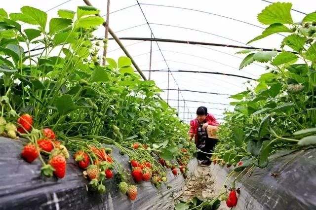 在合肥,春天你都不知道去哪玩!能选择的地方实