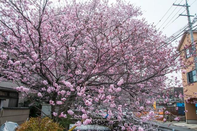 去日本赏樱还去热门景点?来京都赏樱试试鸭川