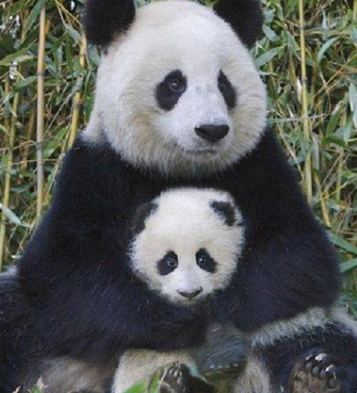 熊猫妈妈想给小熊猫洗澡小熊猫的反应让熊猫怒了,最后
