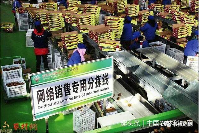 农产品电商标准体系如何建立?