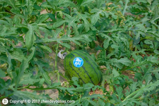 西瓜、火龙果、草莓这些常见水果怎么挑?资深