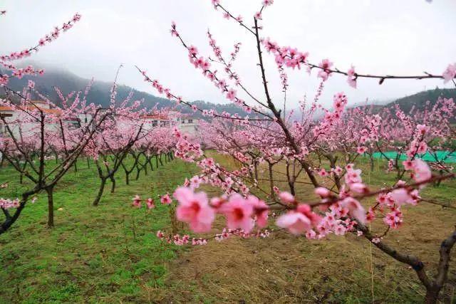 栾川陶湾镇第二届桃花节暨乡村踏青问花季即将开幕
