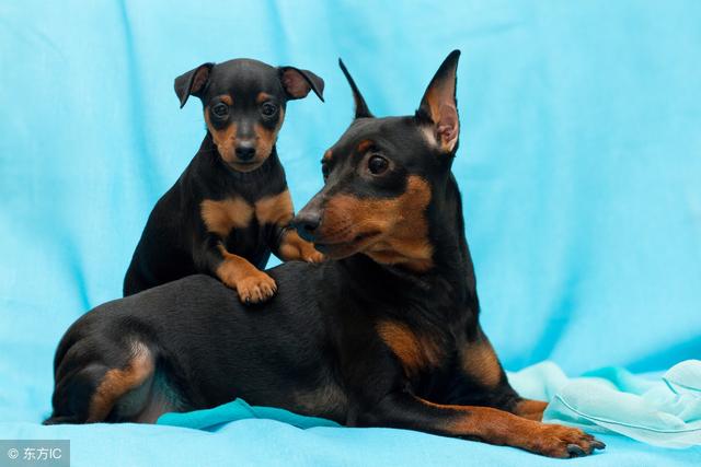 盘点中国十大城市常见禁养犬,想要养狗的朋友