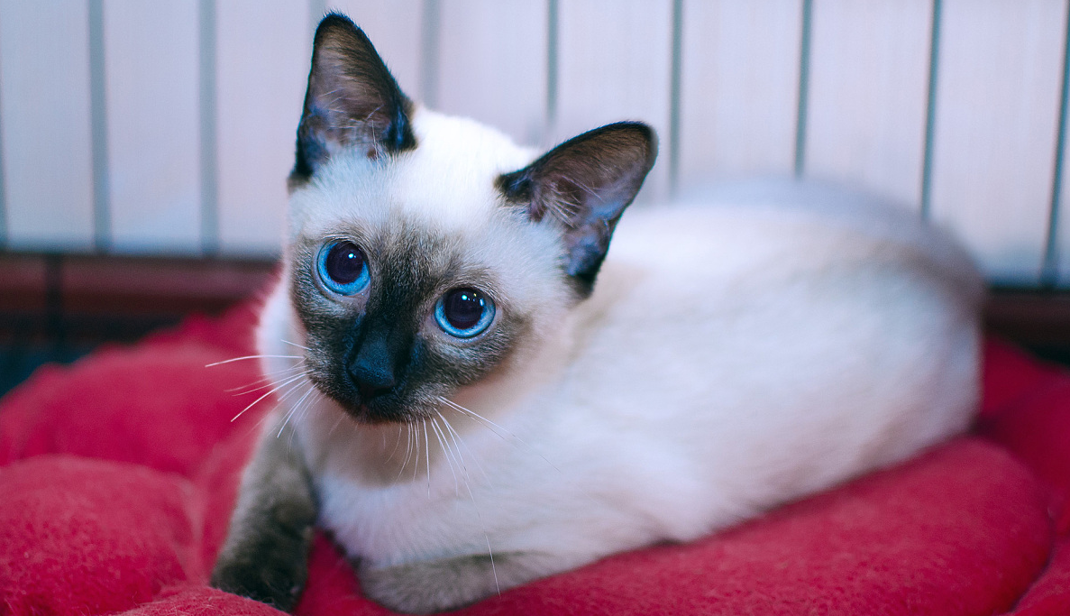 网友捡到了一只流浪猫，一看它就觉得它有故事，猫:我是暹罗猫!