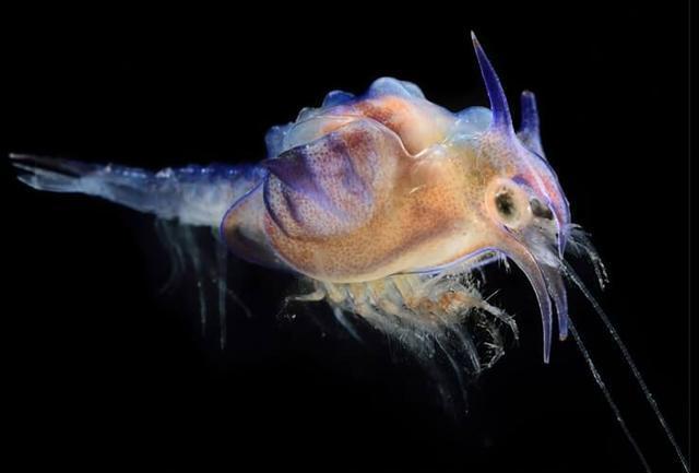 海洋深处的外星人? 奇怪的生物让我怀疑这个世界