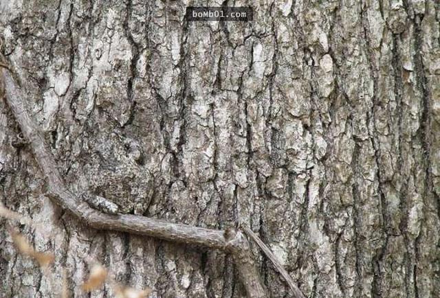 动物隐身大师:能快速找出隐藏在树堆里的猫吗?