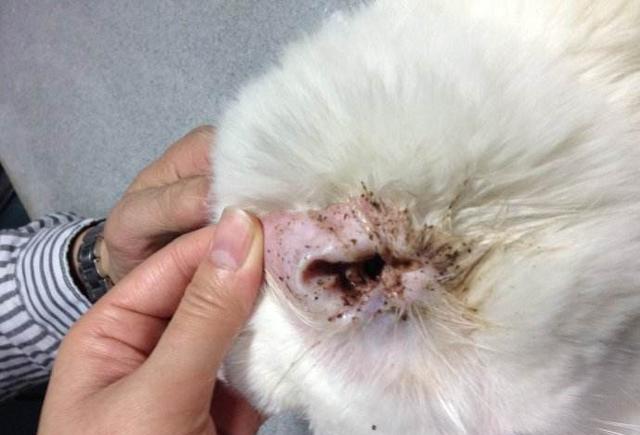 猫咪耳螨、马拉色菌和耳垢如何区分和治疗?